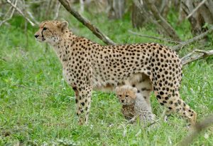 Gepard
